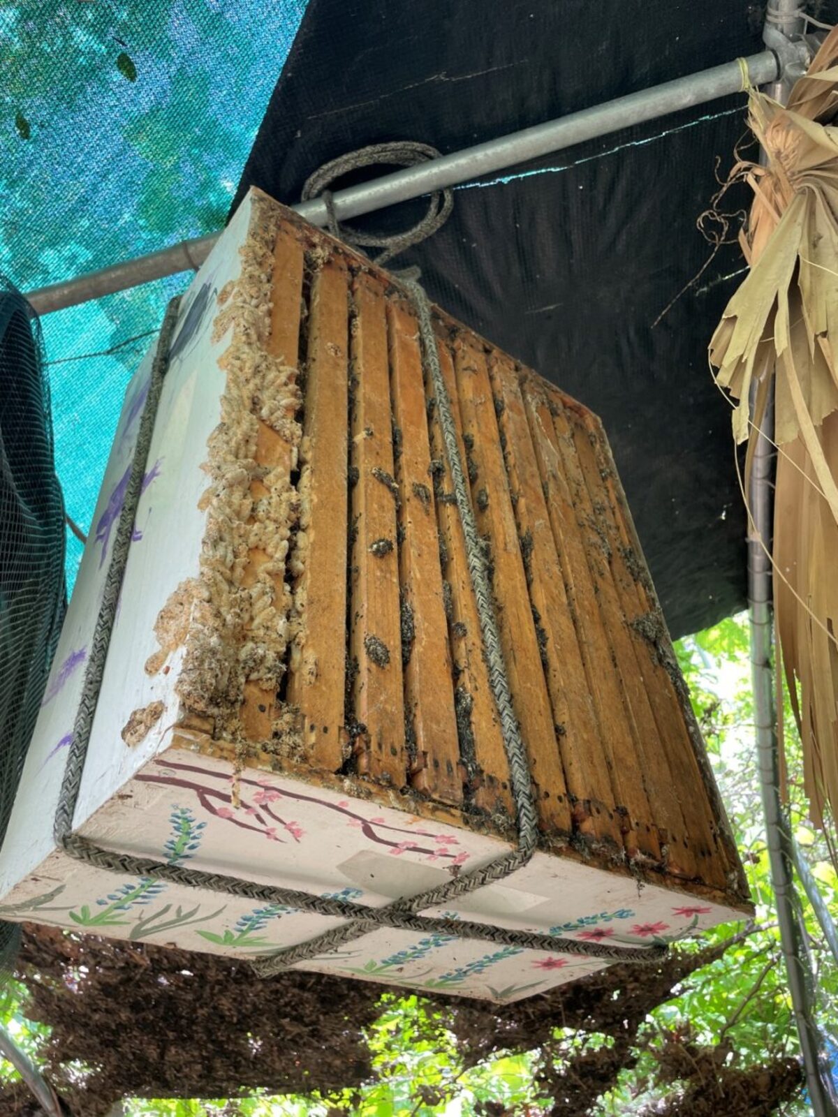 Bee box with wax worm moths for bat rehabilitation