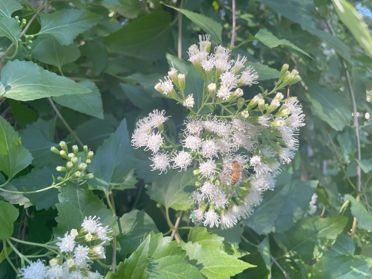 Boneset in the bat garden