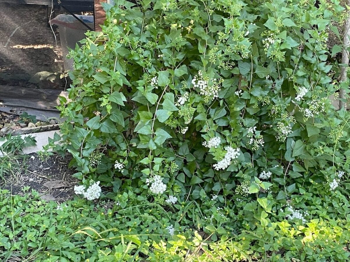 Boneset full bloom