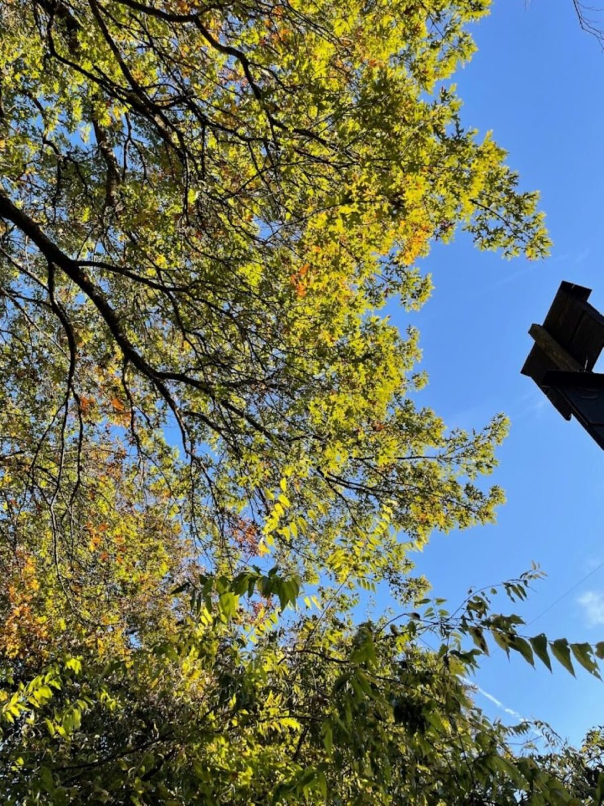 Eastern red bat camouflaged in brown leaves