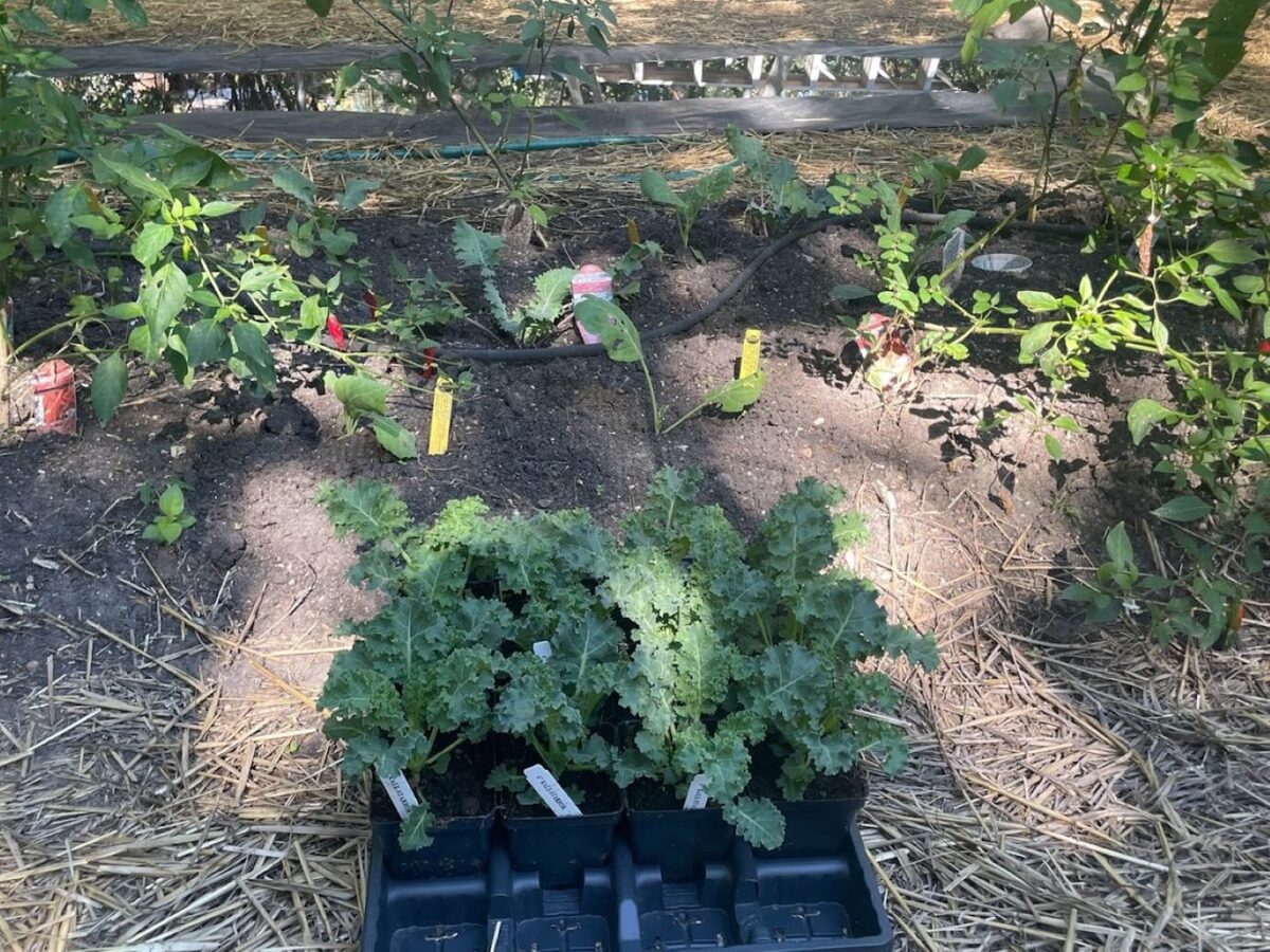 Curly kale in the bat garden - host plant for army worm moths