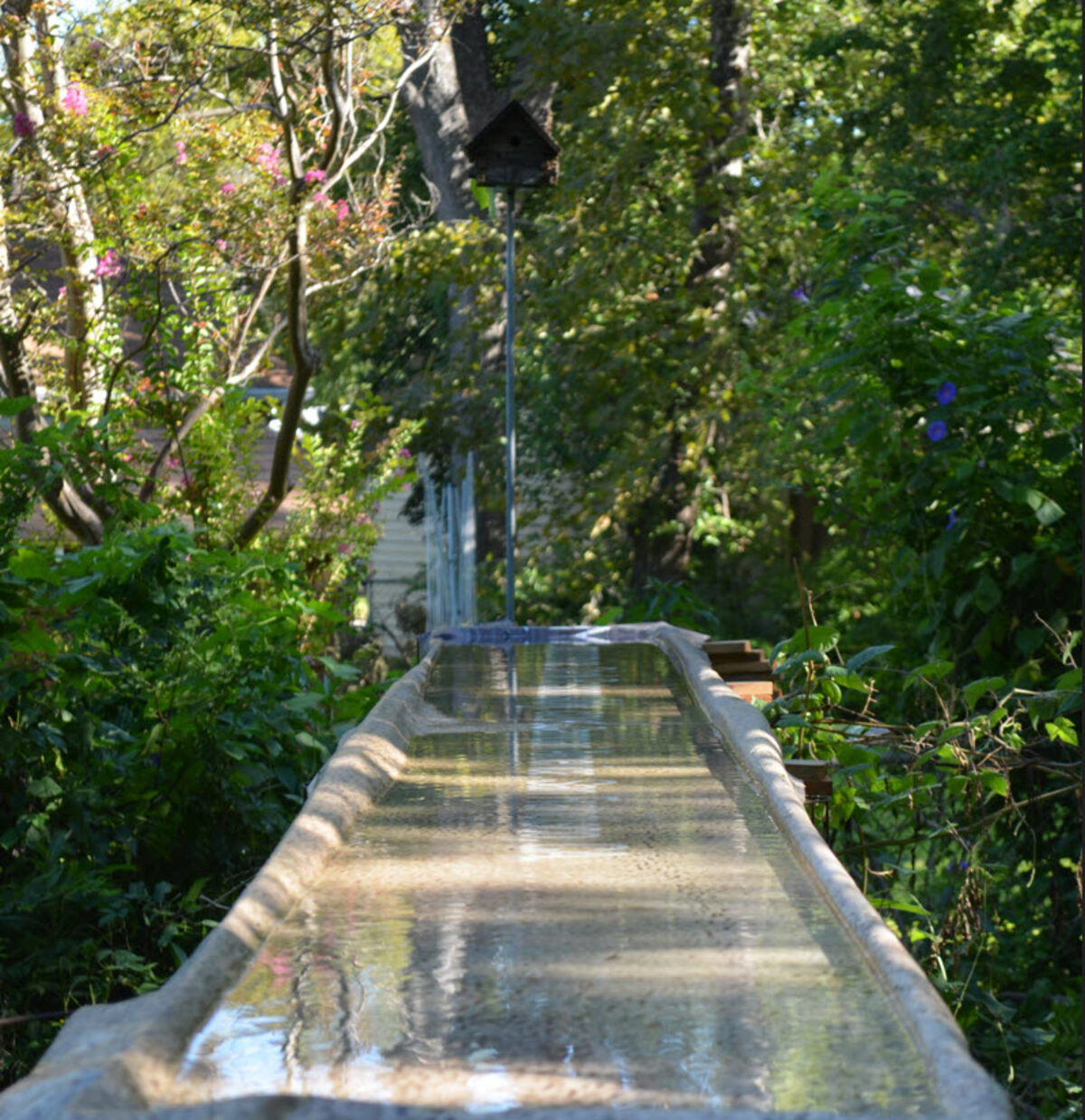 Water trough setup for bat-friendly garden