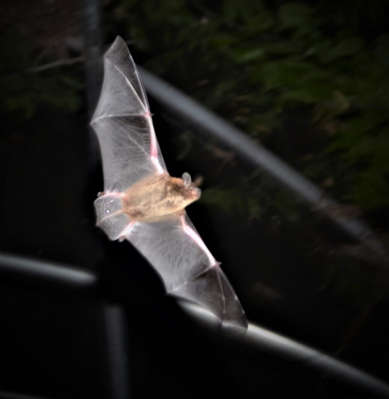 Female evening bat on the hunt