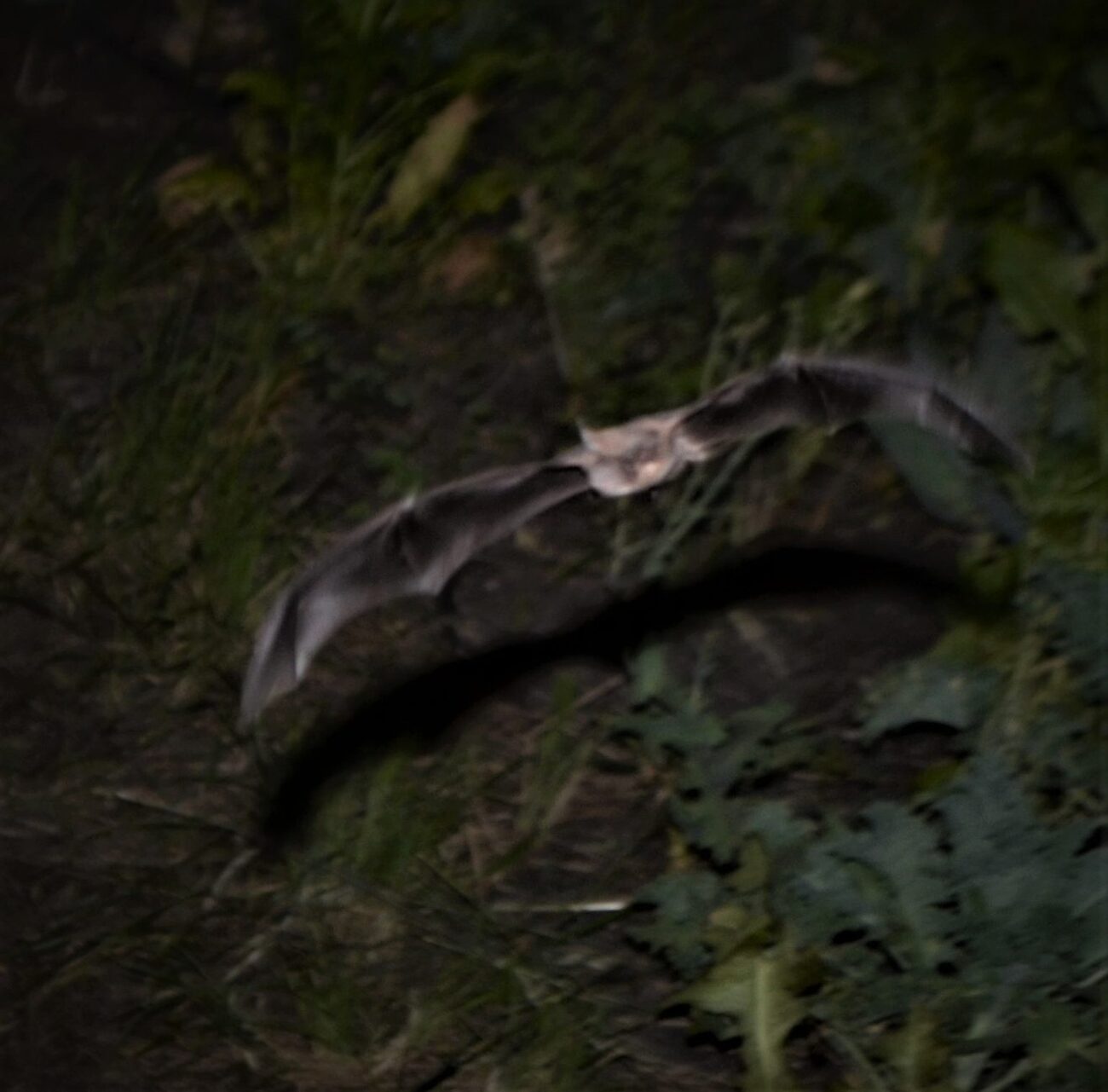 Young Mexican free-tailed bat skimming the crops