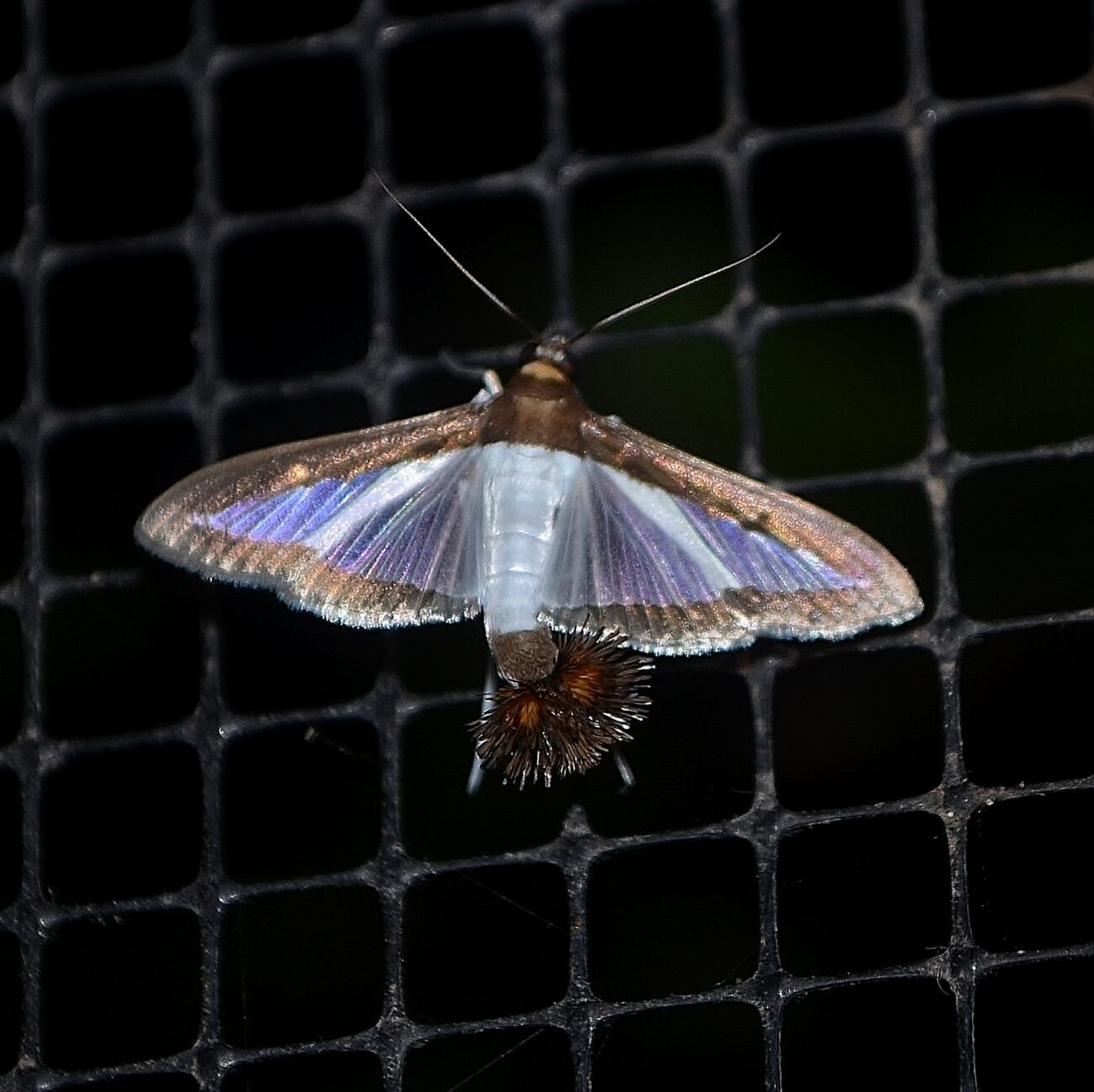 All moths are extraordinary - some are exquisite