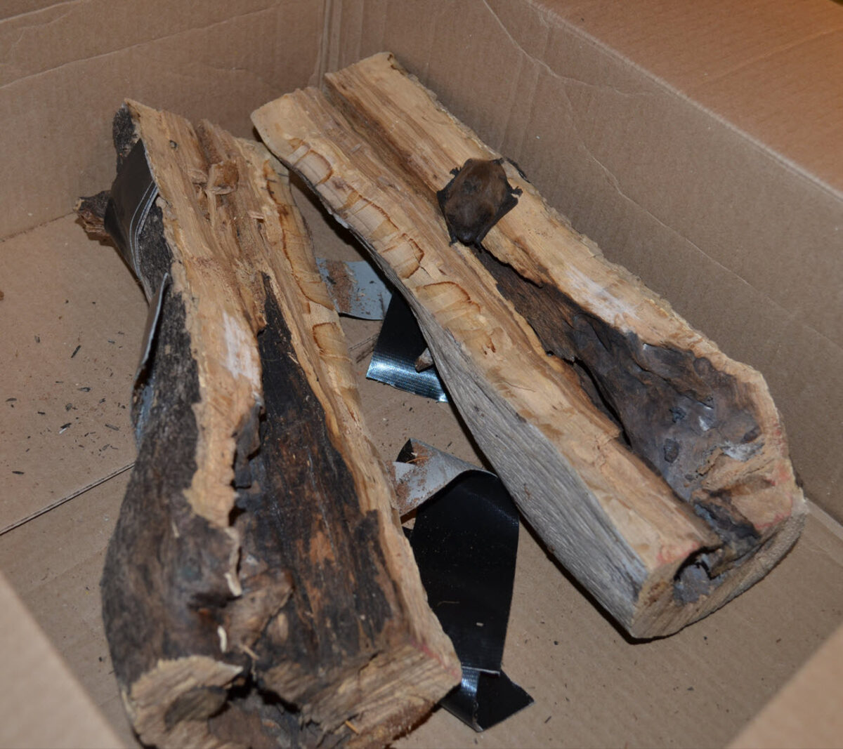 Evening bat found in firewood log