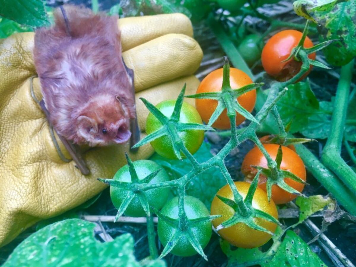 Gabe deciding which cherry tomatoes are ready