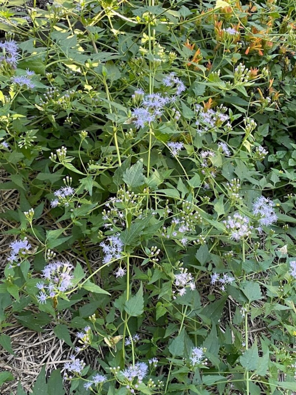 Giant mistflower