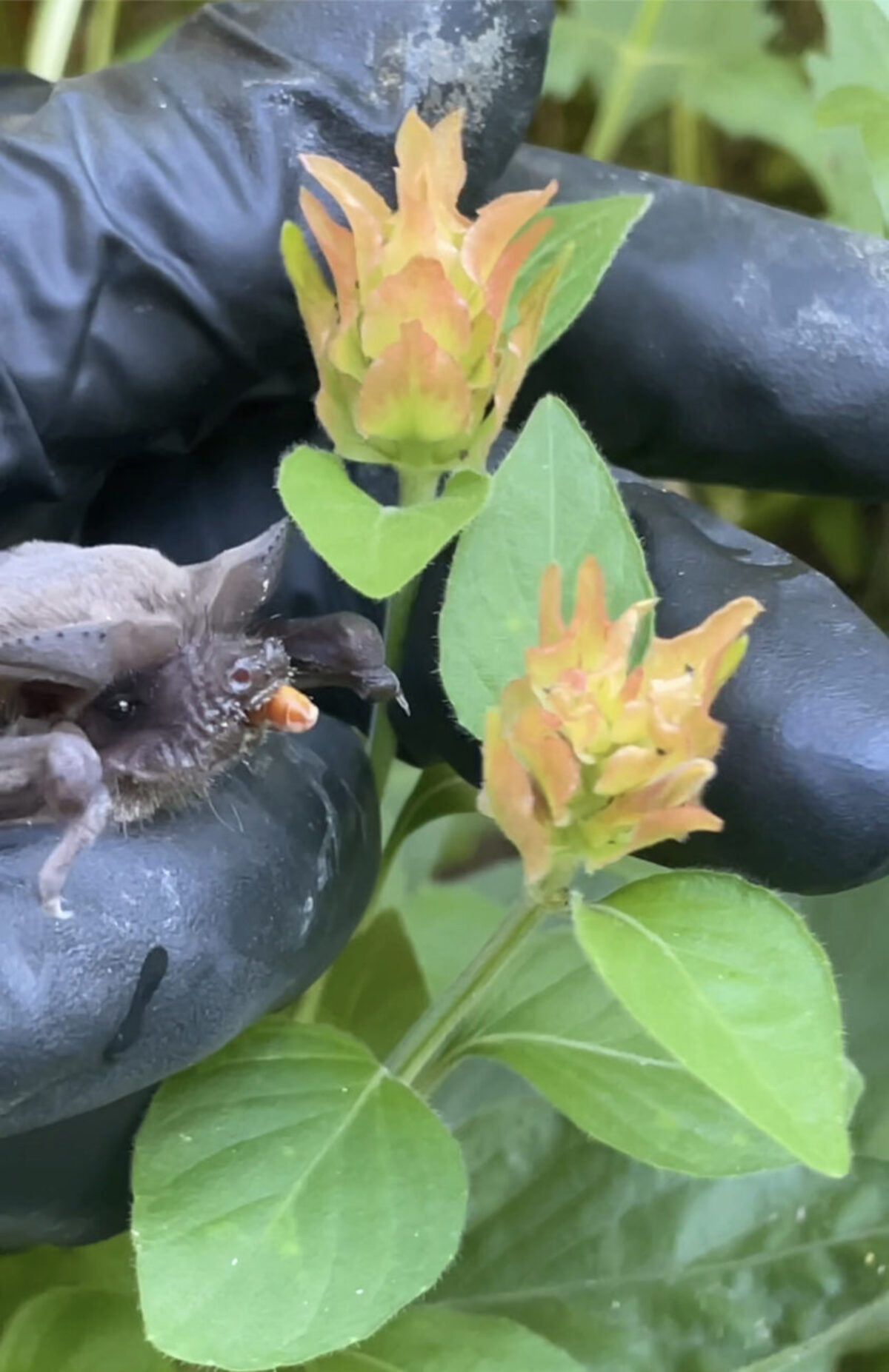 Eastern red bats swoop to drink between the black-eyed peas
