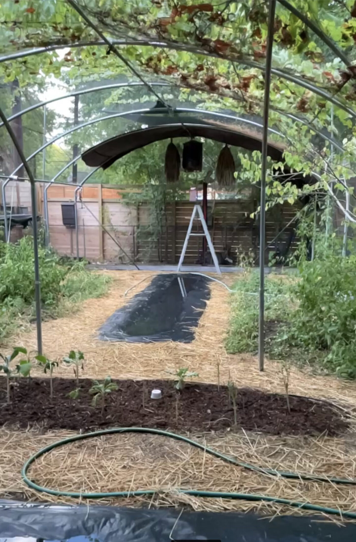 Garden beds with native plants
