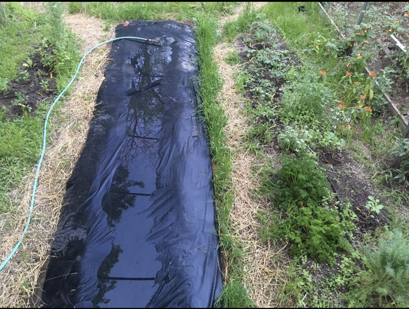 Bats-eye view of the water trough