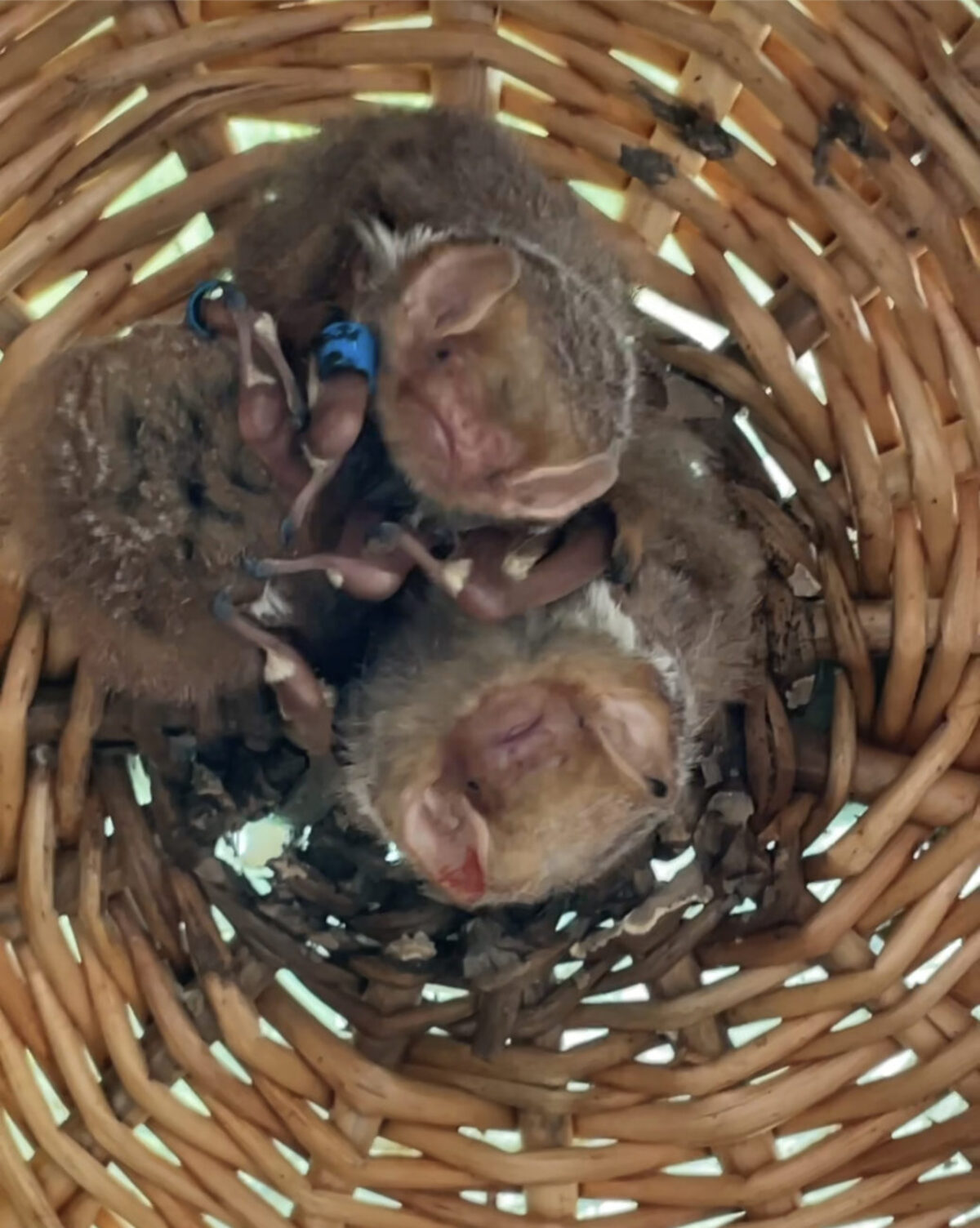 Bat-friendly garden habitat