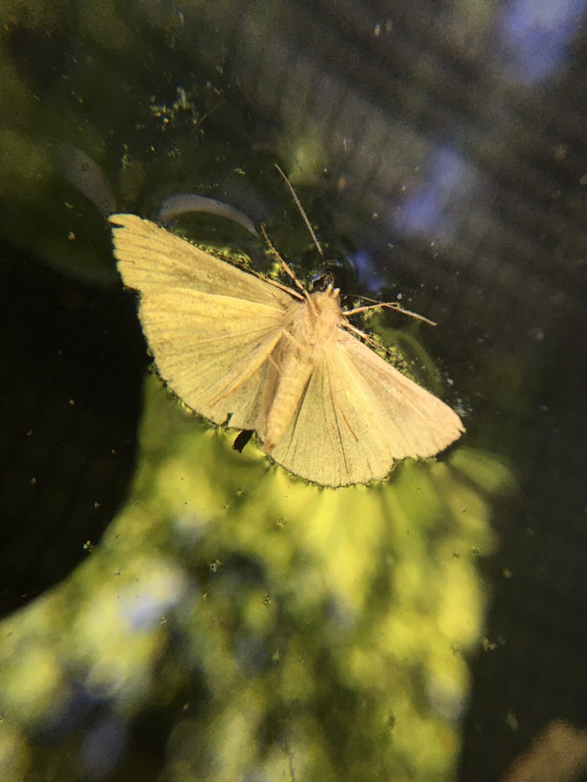 Live moths trapped by surface tension