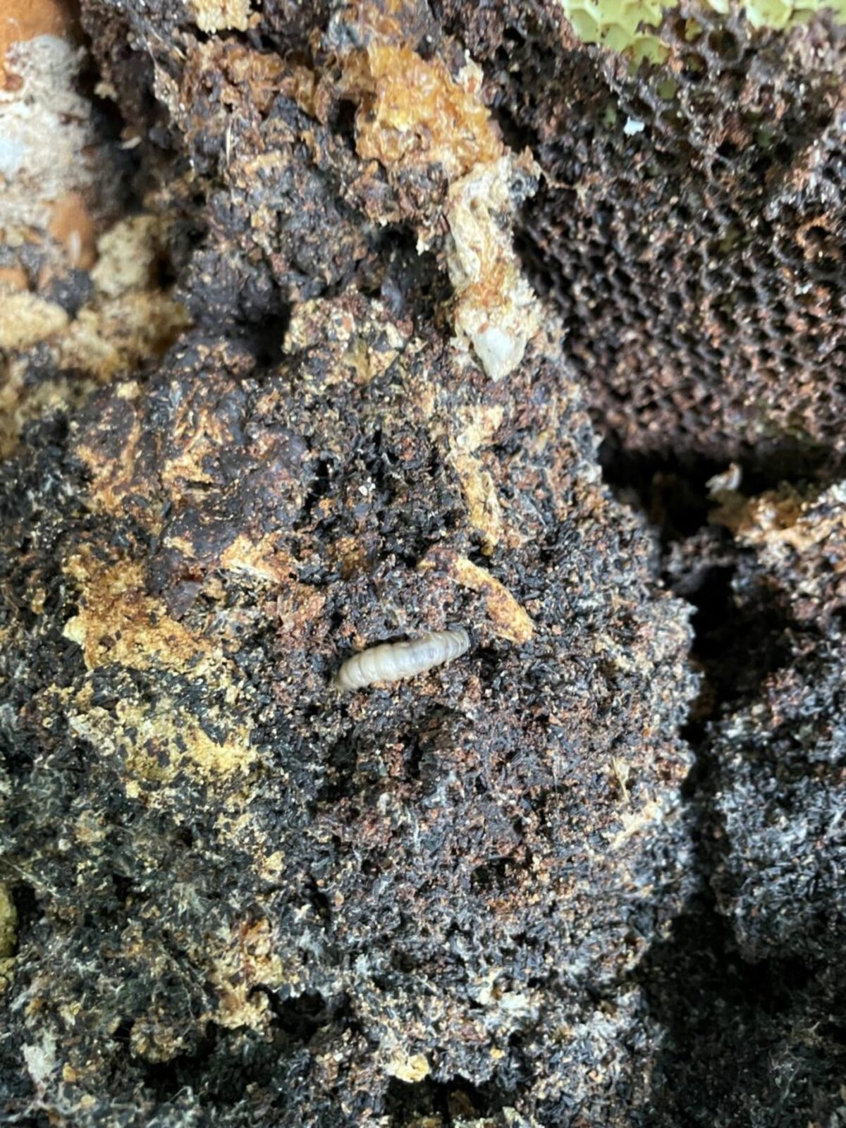 Moth larvae pupate in bee box