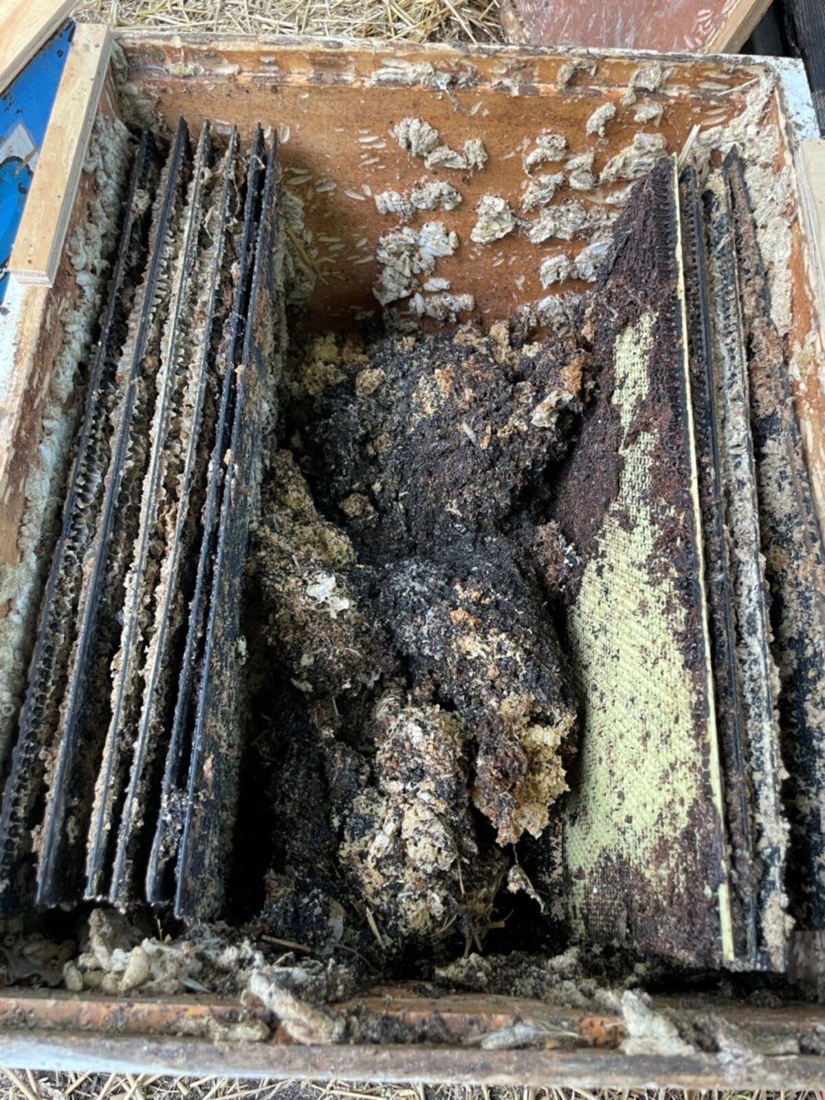 Moths living in bee boxes