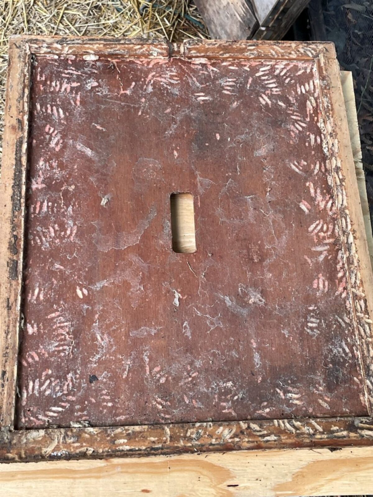 Wood etched by moth cocoons