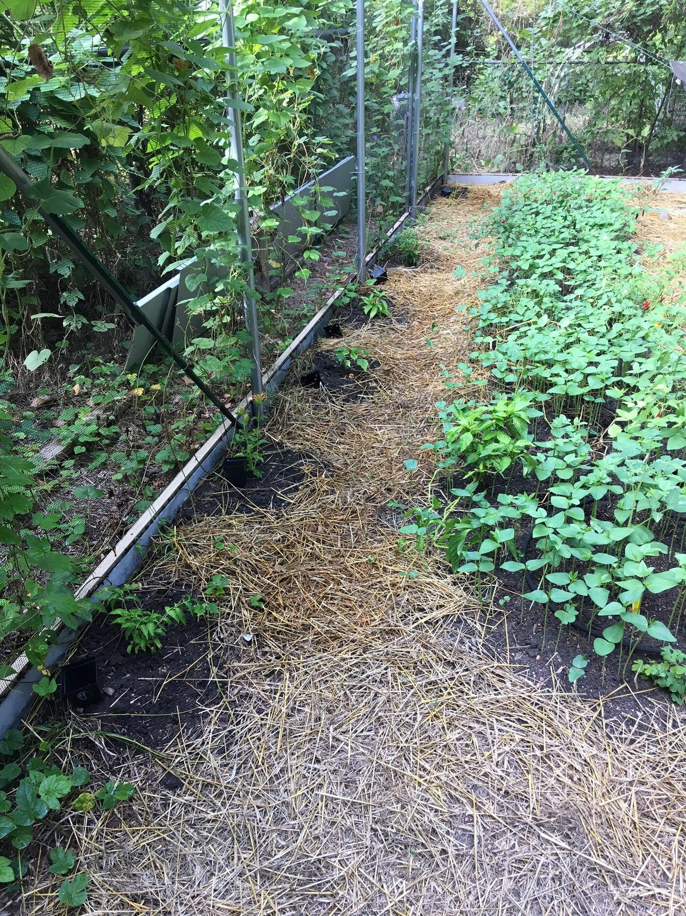Bat-friendly garden at Austin Bat Refuge