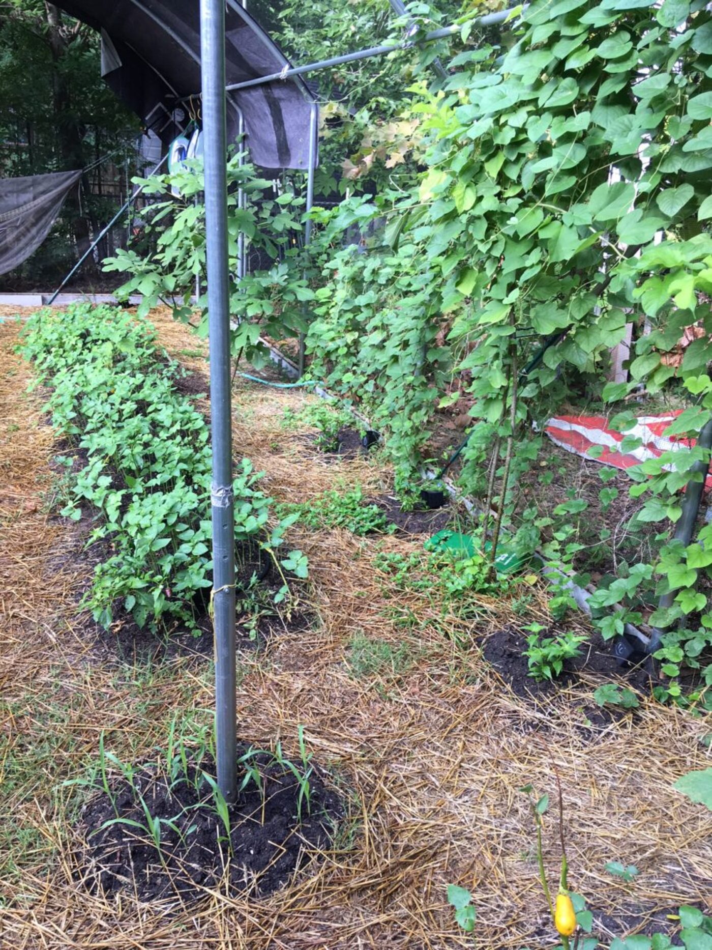 Bat rescue garden with water feature