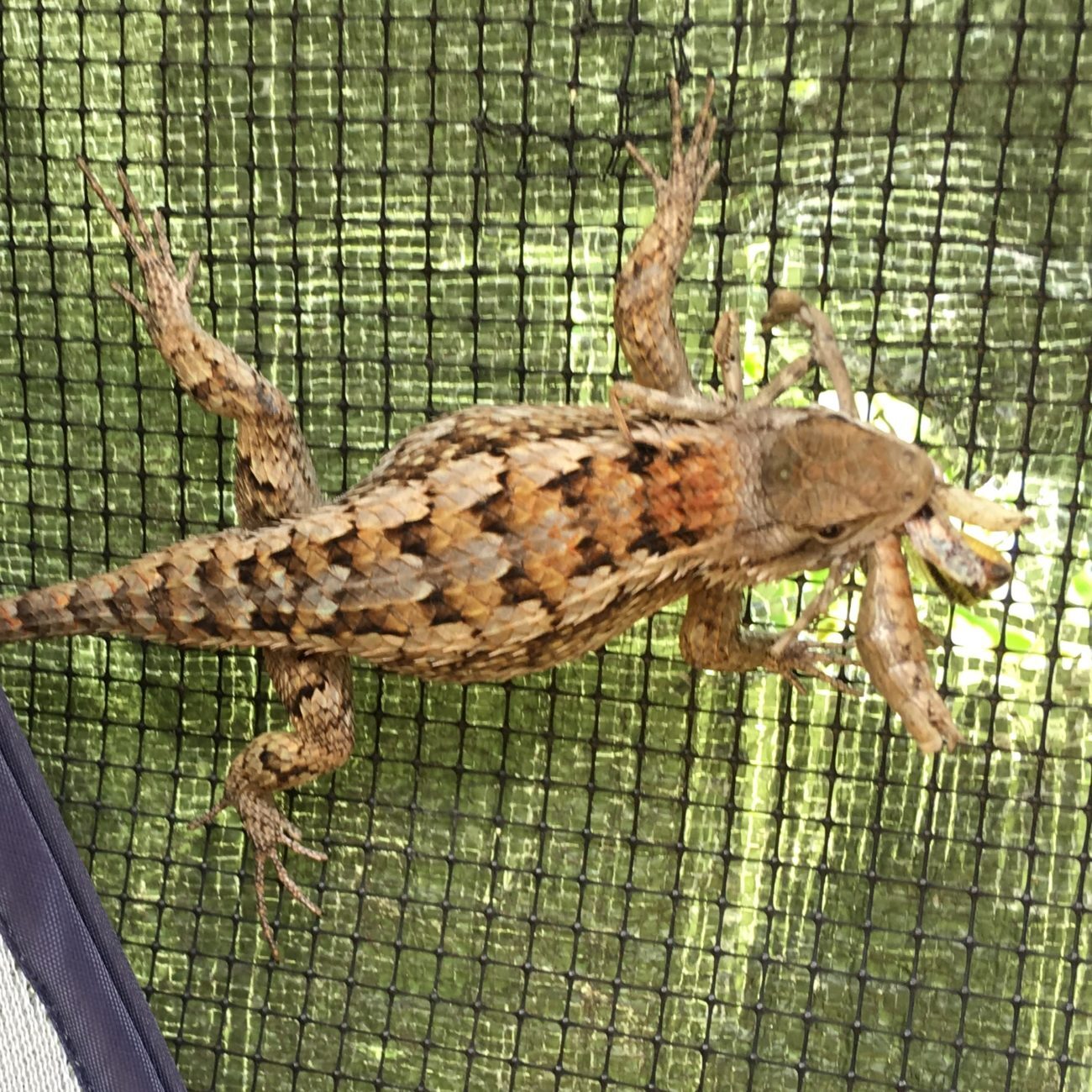 Texas spiny lizard with praying mantis