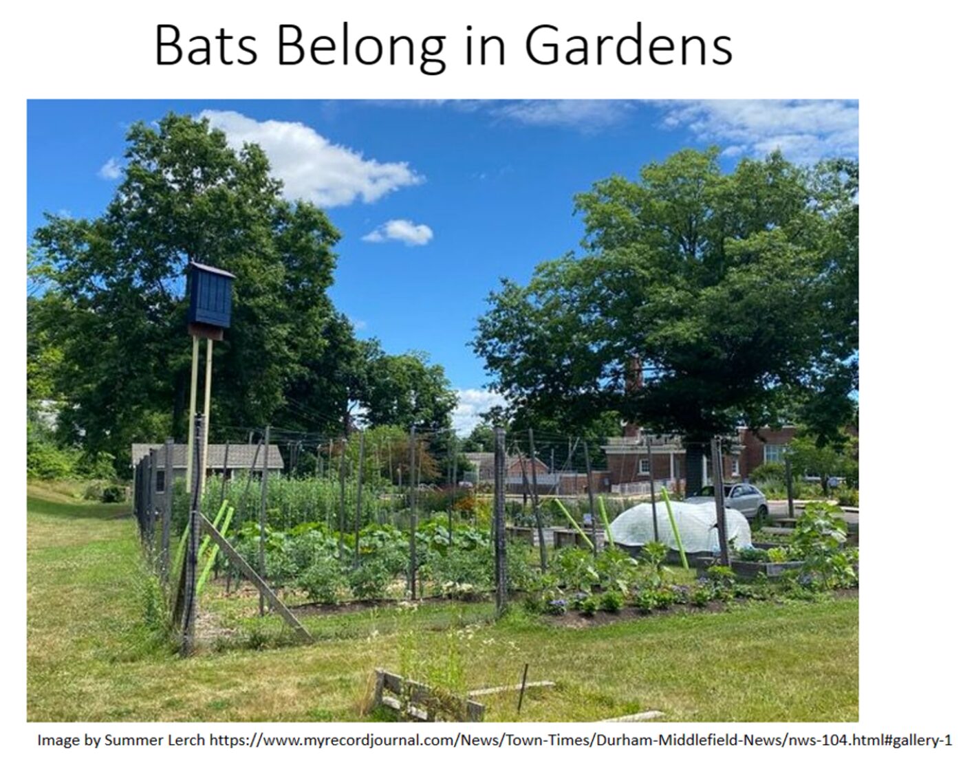 Bats Belong in Gardens community garden