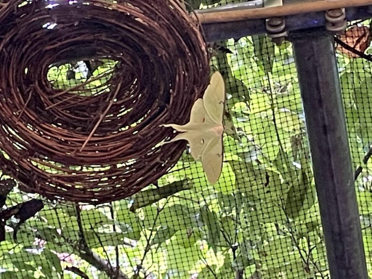 Luna moth on upside-down grapevine birds nest