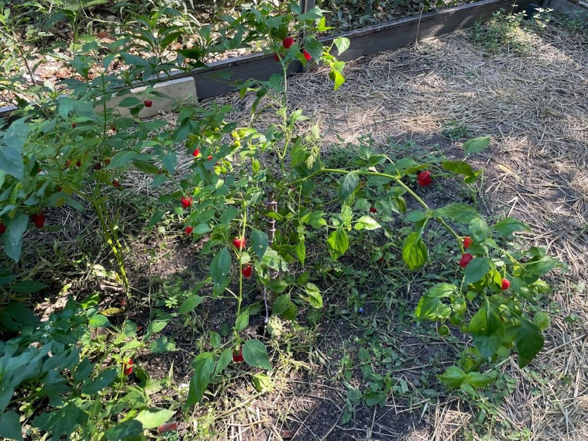 Malawi peppers