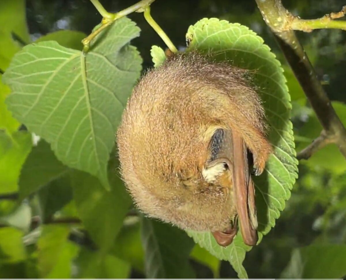 Eastern red bat roosting