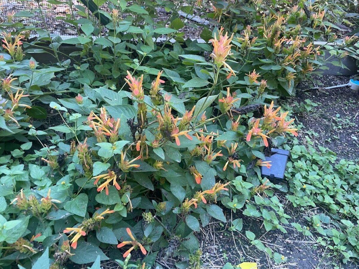 Shrimp plant