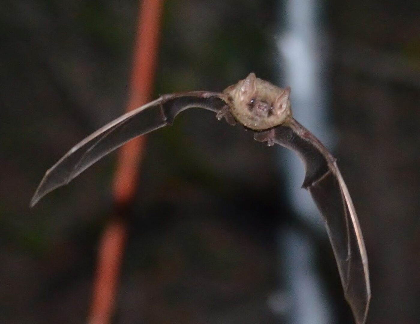 Northern yellow bat juvenile in flight