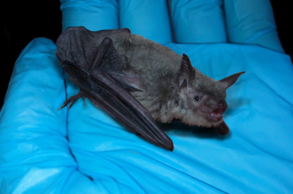 Cave Myotis