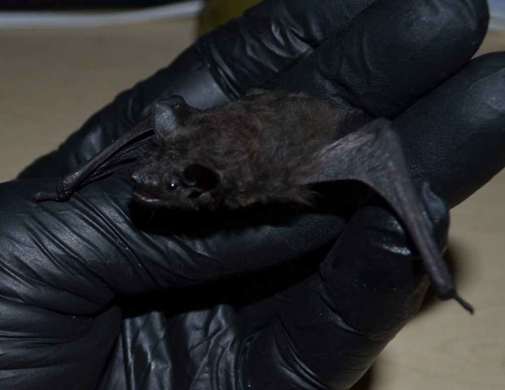Evening Bat