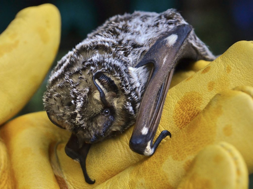 Hoary Bat