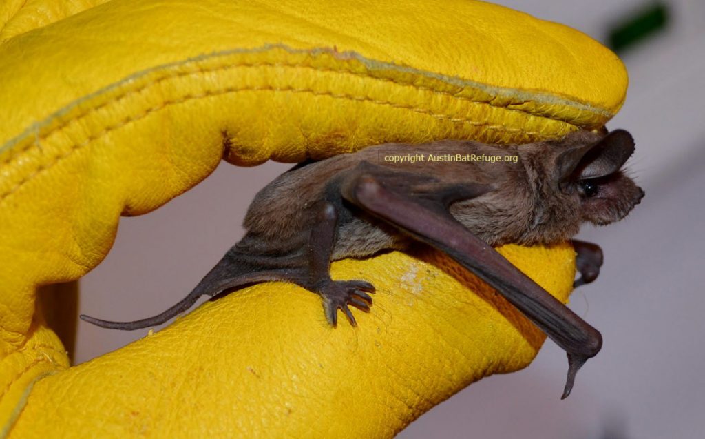 Mexican Free-Tailed Bat