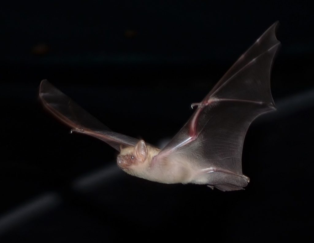 Northern Yellow Bat