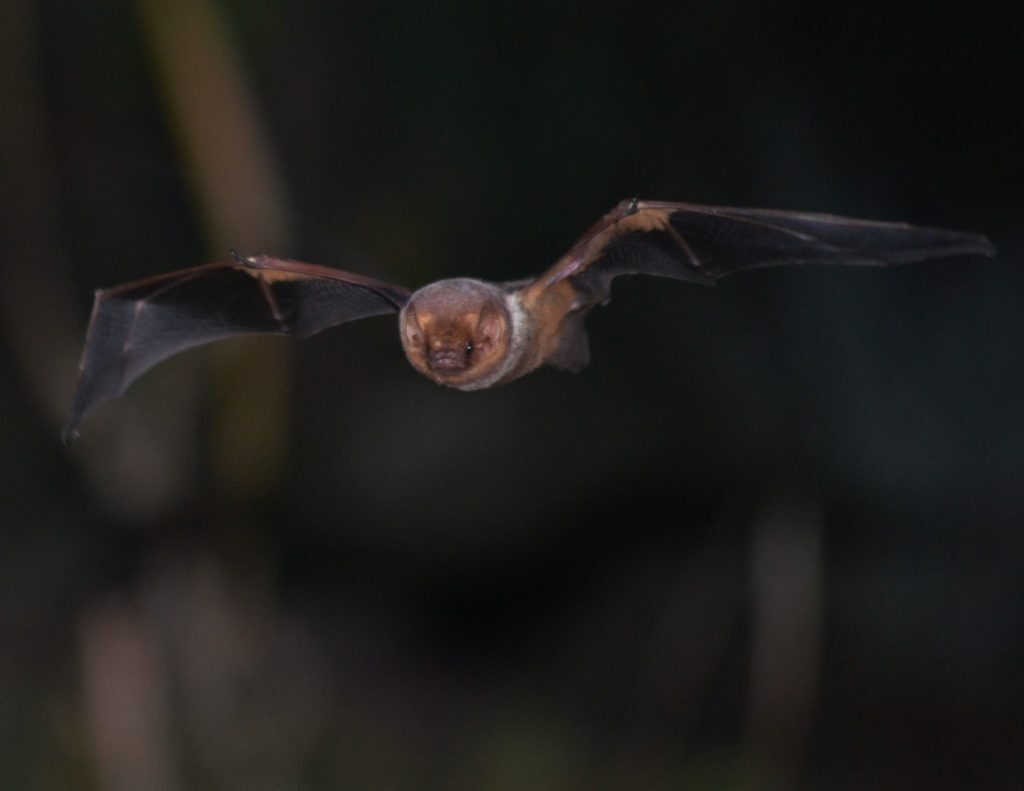 Seminole Bat