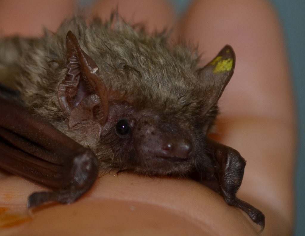 Southern Yellow Bat
