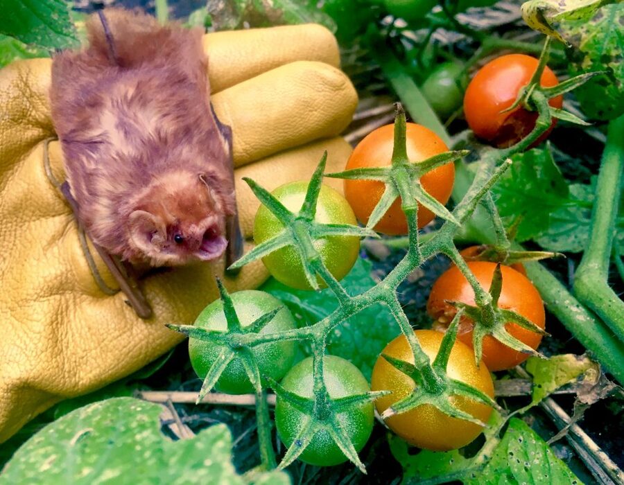 Bat ready for release