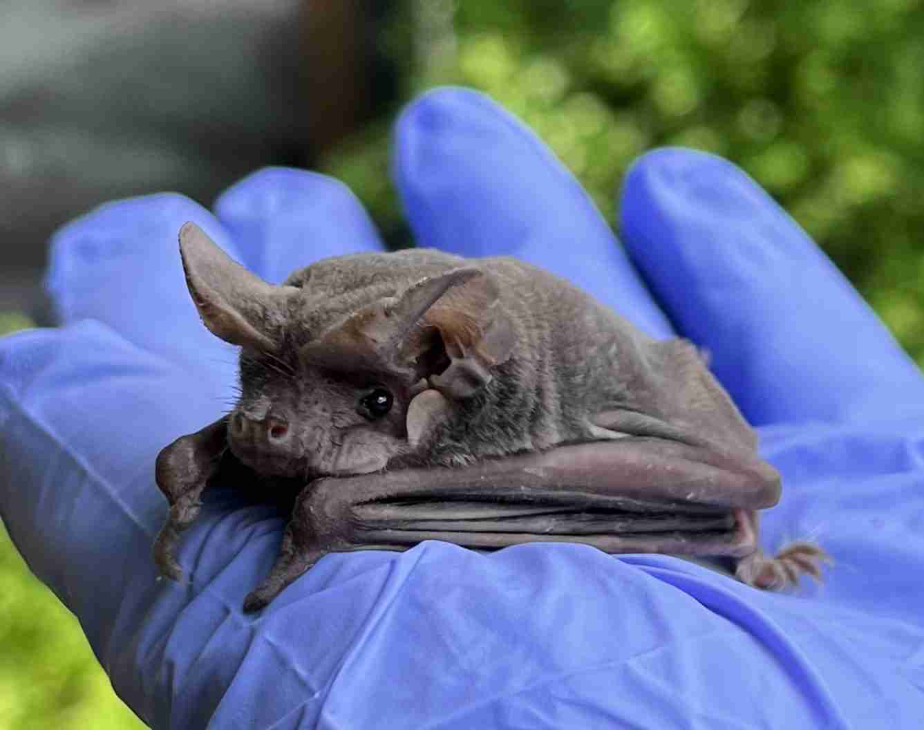 Bat colony