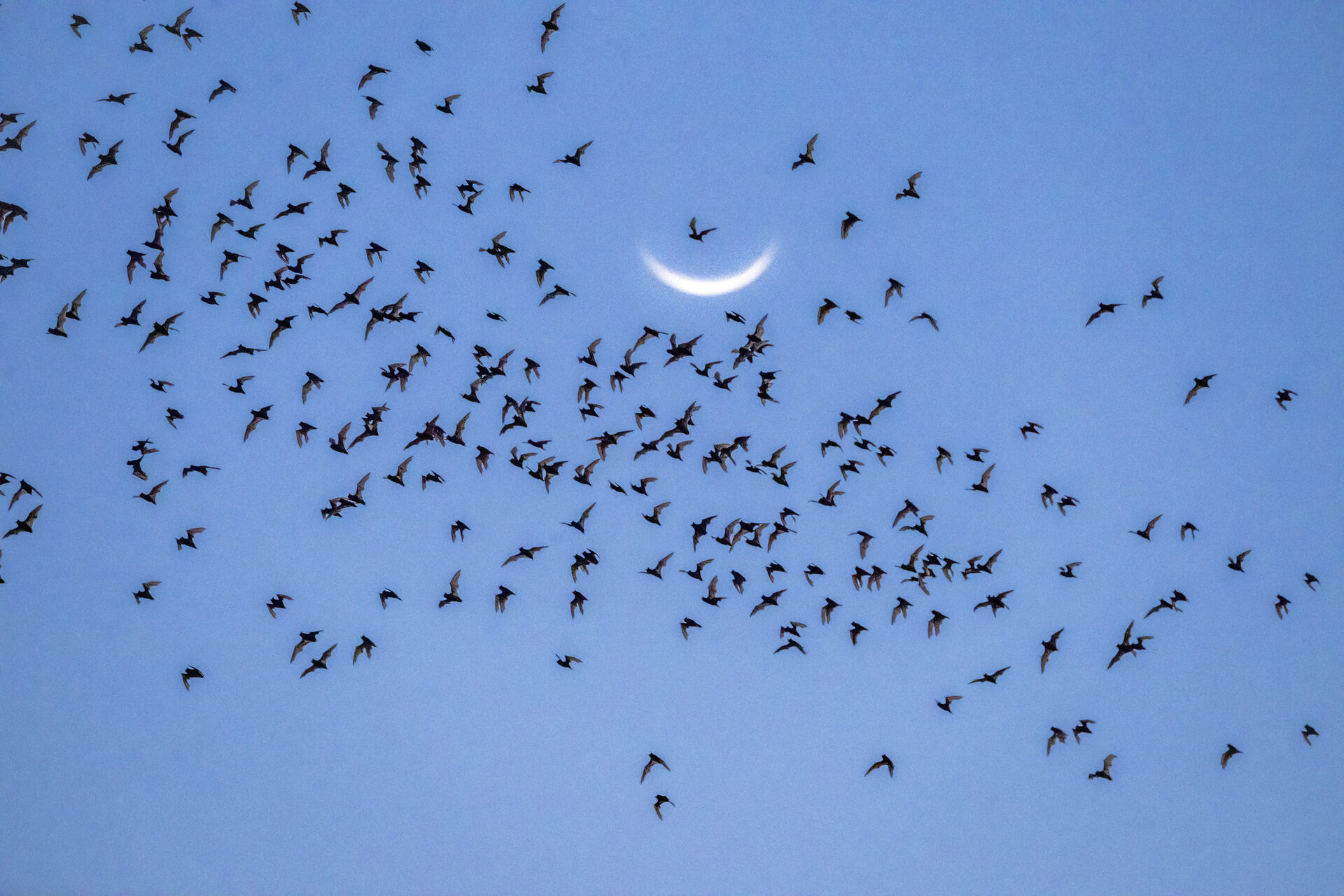 Bats flying past a crescent moon