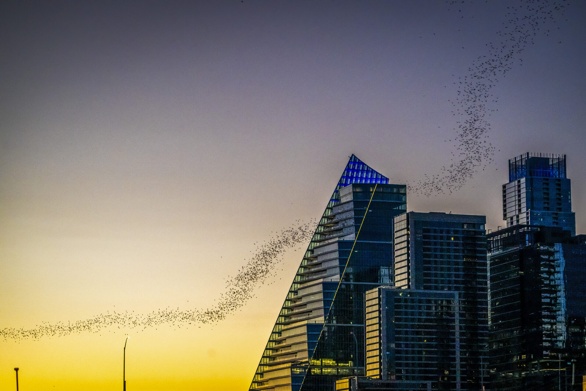 Bats streaming past the downtown Austin skyline at dusk