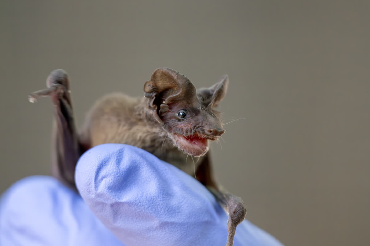 Bats in flight