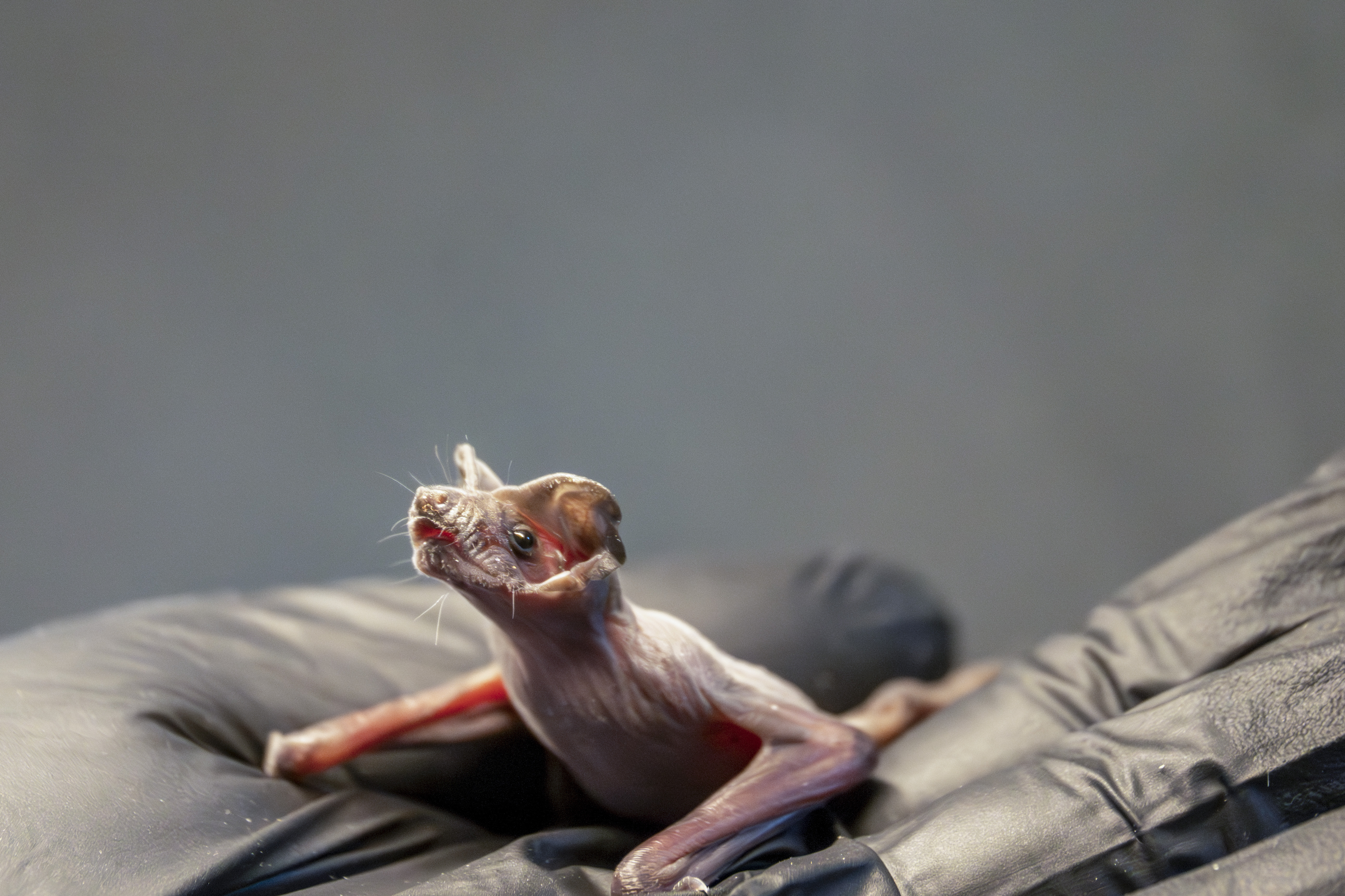 Free-tailed bat