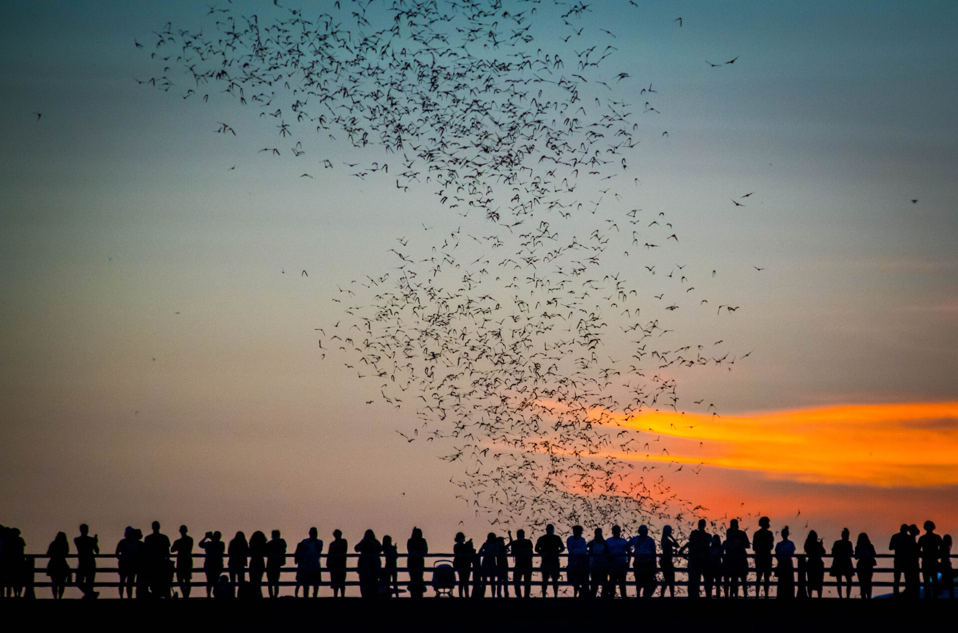 Silhouetted crowd watching the bat colony emerge at sunset