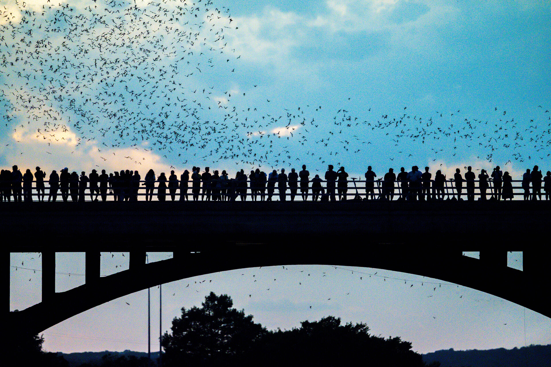 Bat colony swirling into a blue evening sky above Congress Avenue Bridge