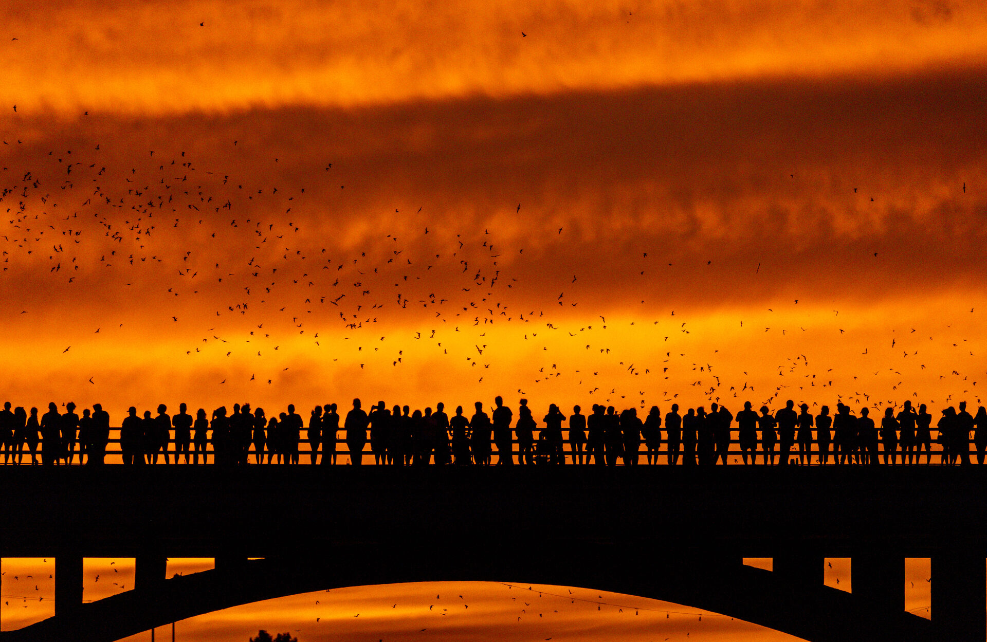 Bats emerging beneath a vivid orange sunset sky