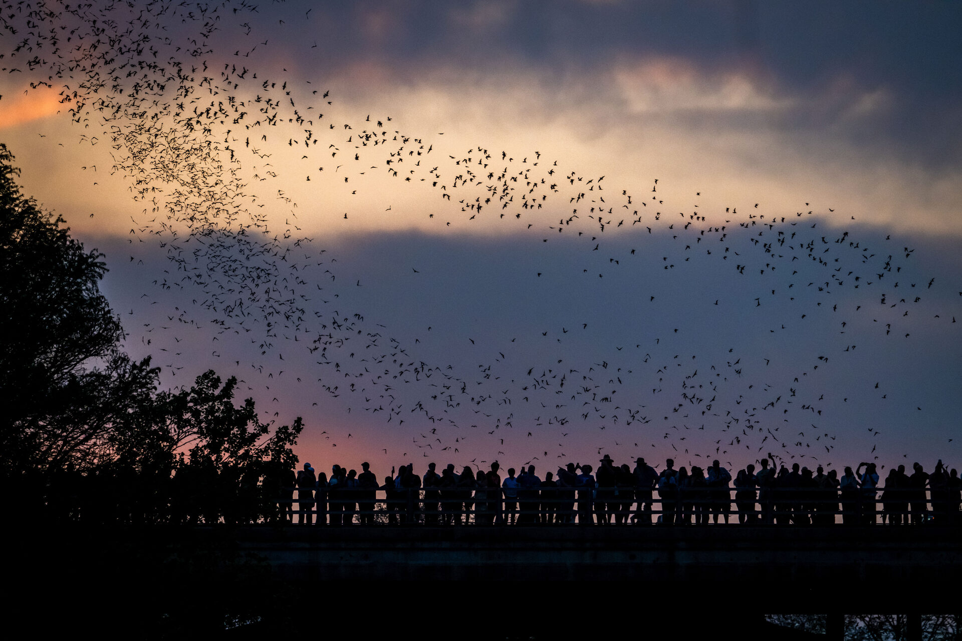 Bat colony spiraling into the twilight sky above the bridge and trees
