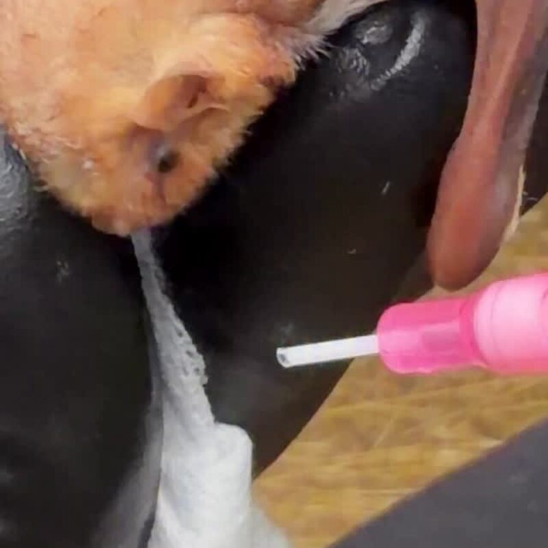 Austin Bat Refuge release